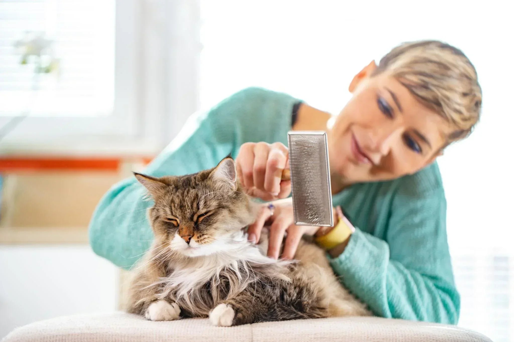 10 Reasons Why Every Pet Owner Needs a Self-Cleaning Pet Brush in 2026
